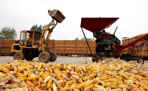 启云科技 “抢秋”第一线丨无人机腾空“抢金”，科技秋收加速